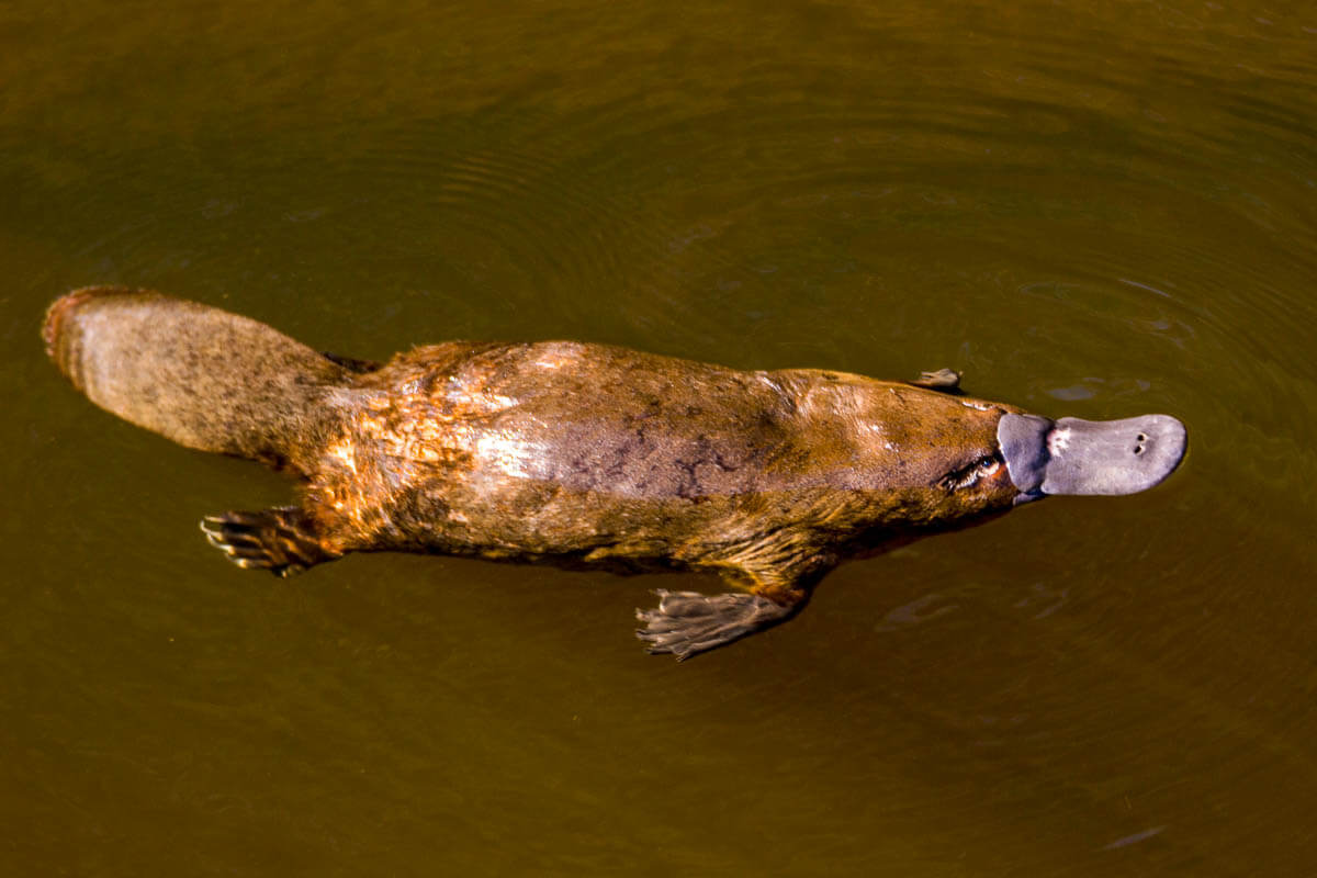 7 Interesting Facts About Platypuses | Interesting Facts