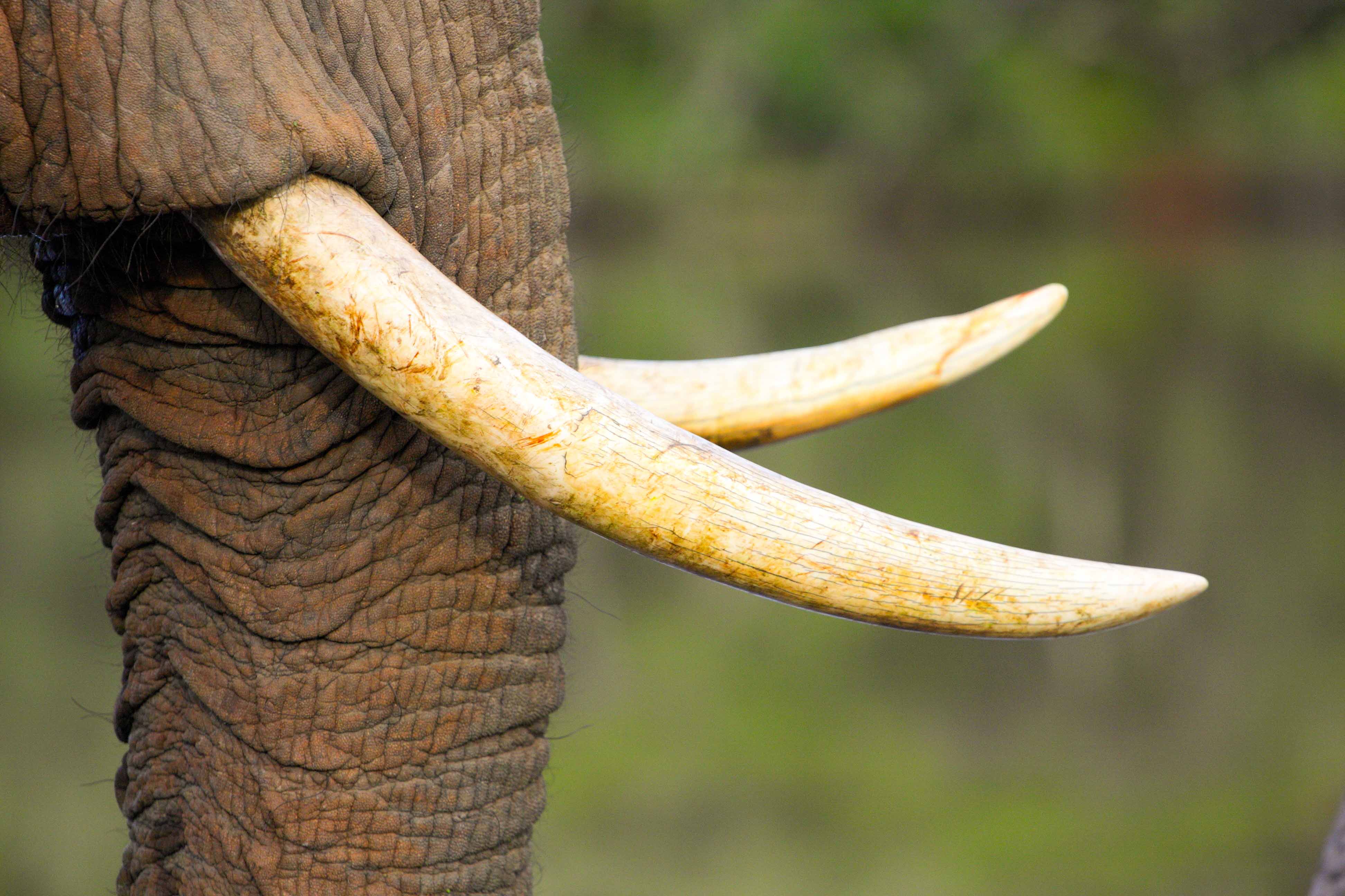 Бивни слона. Бивни слонов. Слоновий бивень. Слон с рогами. Elephant tusks