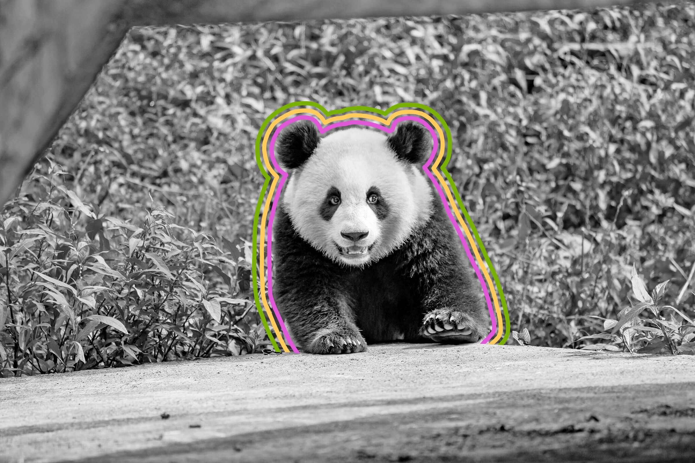 How America Fell in Love With the Giant Panda, History